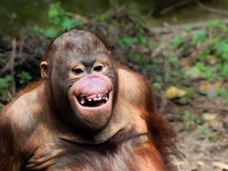 Kündungsschreiben eines Affen im Zoo